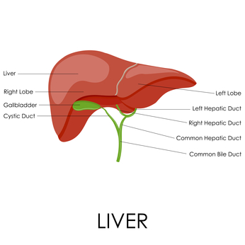 Liver Anatomy