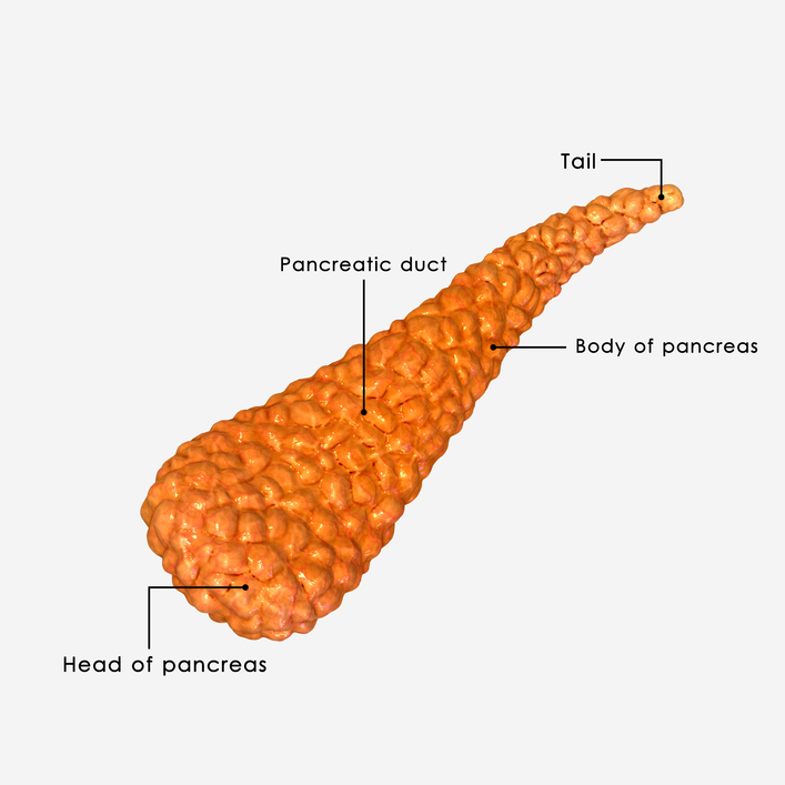 Pancreas Anatomy